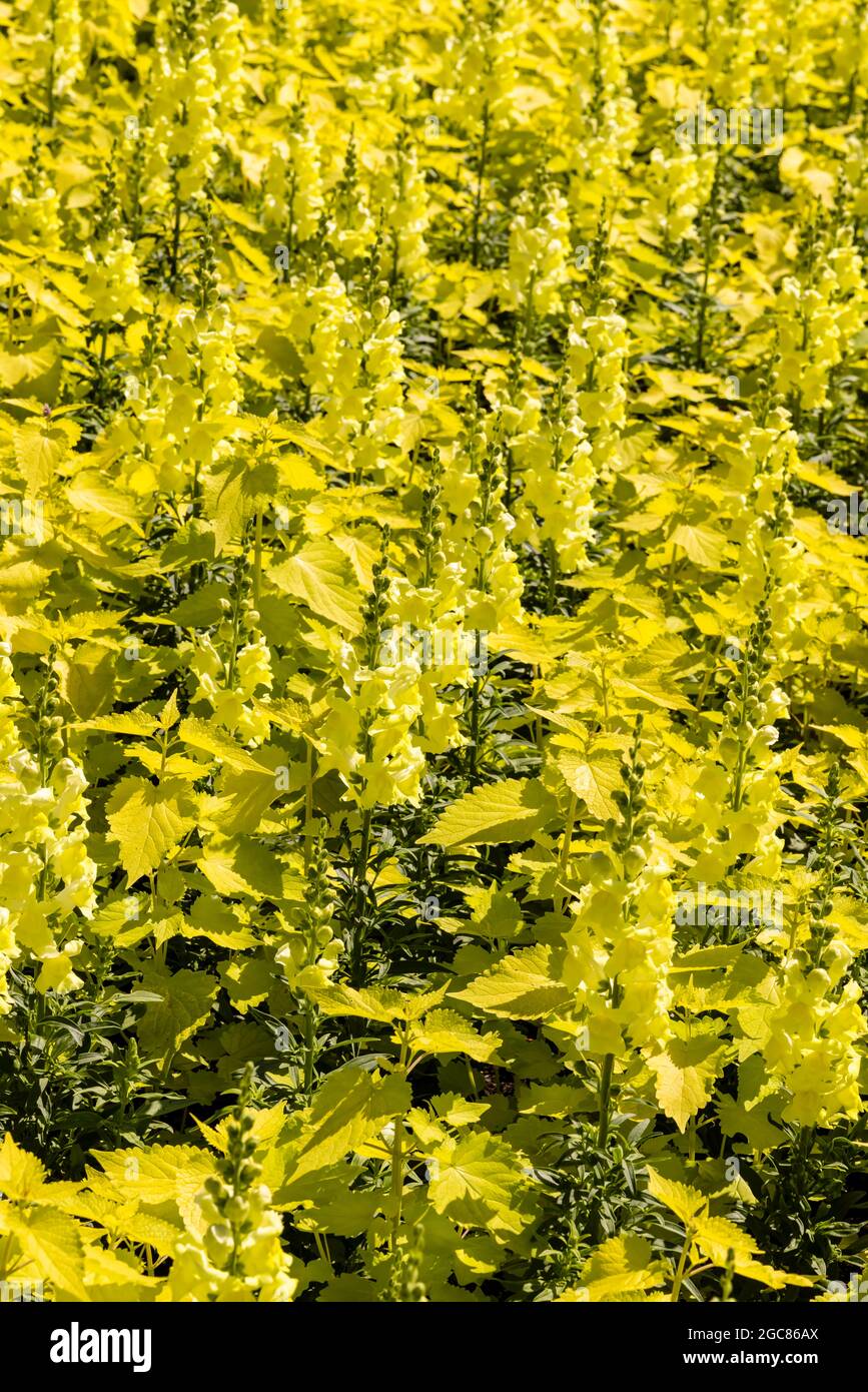 Tappeto dorato di piante di antirrhinum e coleus gialle in un giardino. Foto Stock