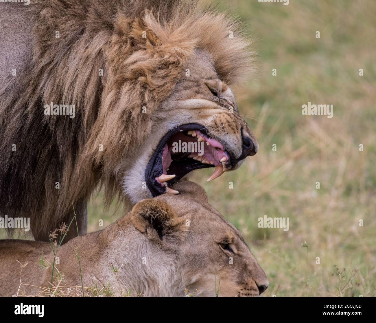 Leone maschio e femmina che mostra comportamento di accoppiamento e denti feroci .Kwai regione , Botswana, Africa Foto Stock