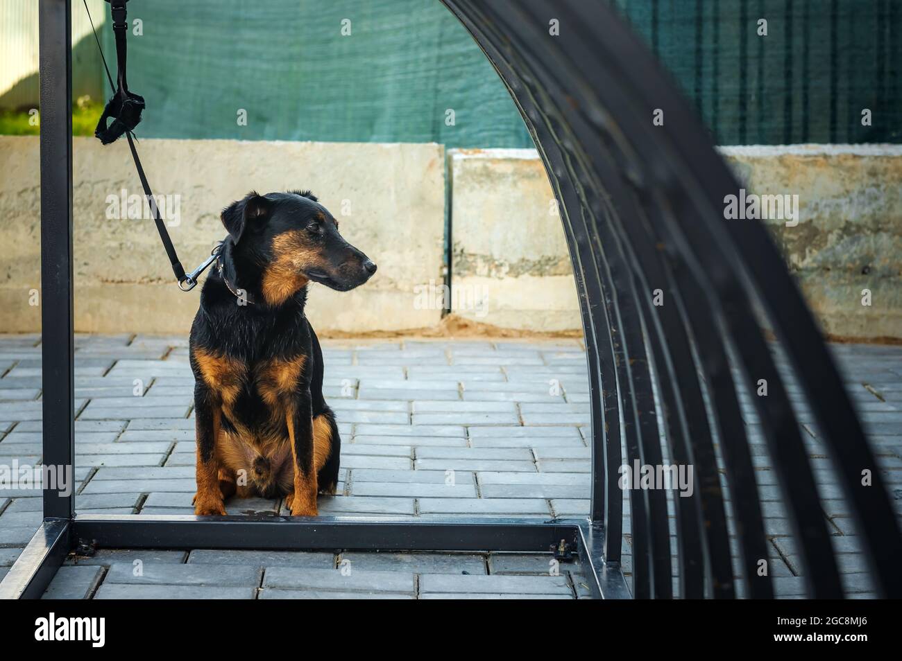 Il cane si siede legato al guinzaglio e attende il proprietario. Un cane fedele Foto Stock