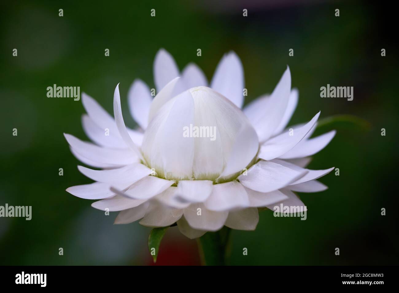 Bianco Strawflower o oro eterno (Xerochrysum bracteatum) Foto Stock