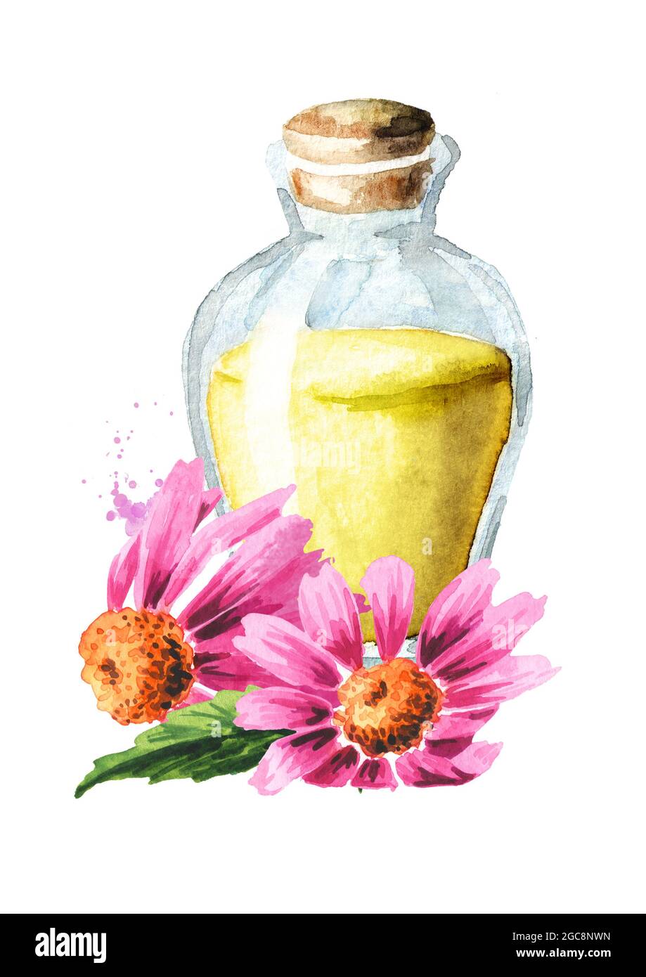 Echinacea purpurea olio essenziale, fiori e foglie, pianta medica o erba. Illustrazione di acquerello disegnata a mano isolata su sfondo bianco Foto Stock