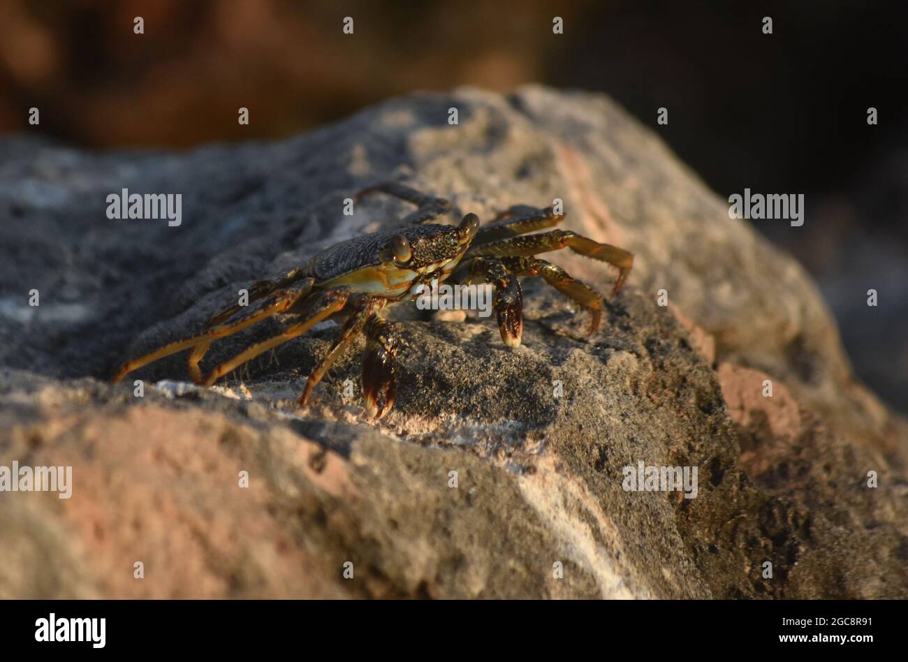 Un'occhiata fantastica a un morbido granchio sgusciato da vicino. Foto Stock