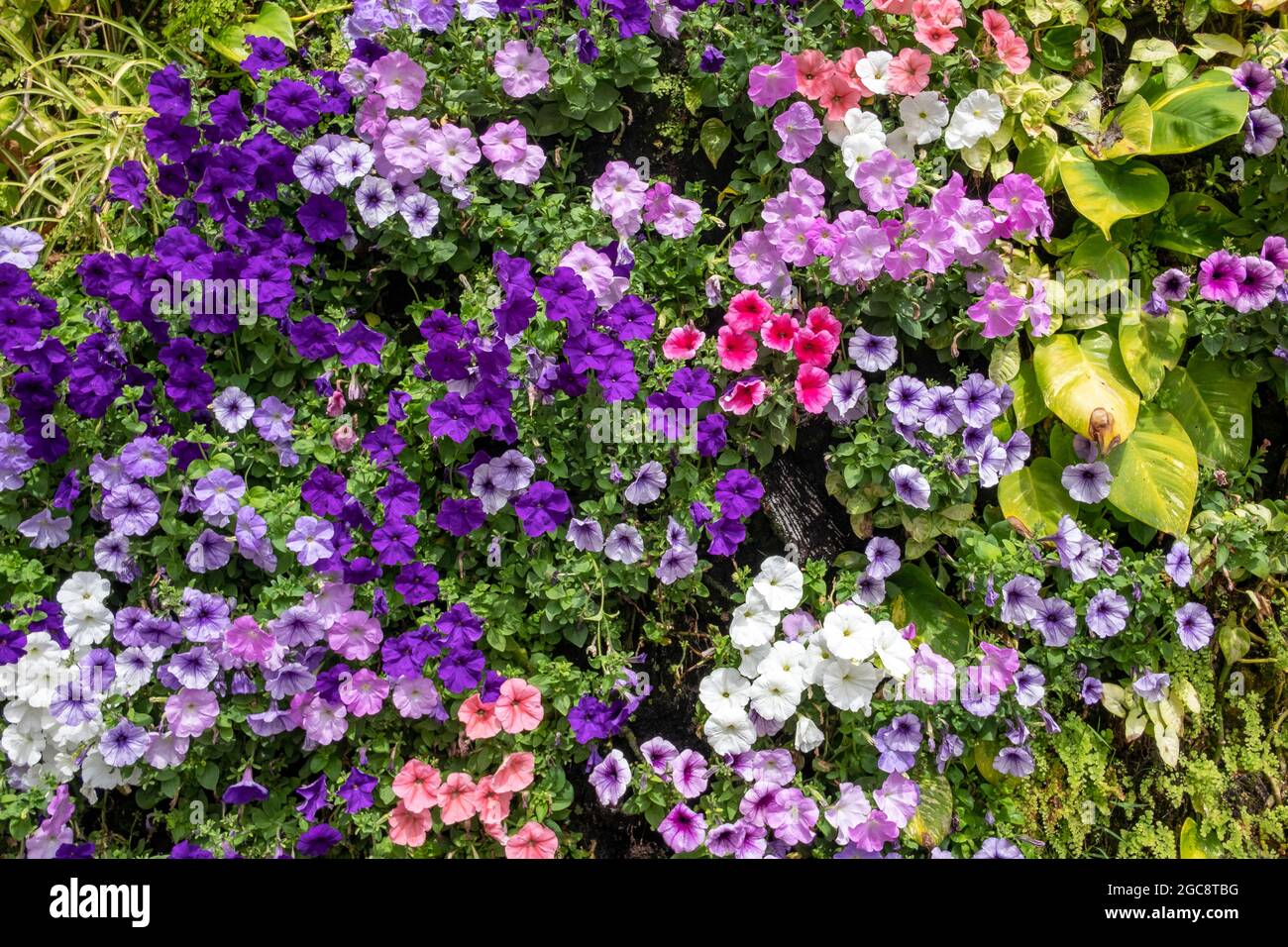 Parete naturale che cresce piante tropicali e un'abbondanza di gloria mattina anche noto come campo bindweed o convolvulus arvensis Foto Stock