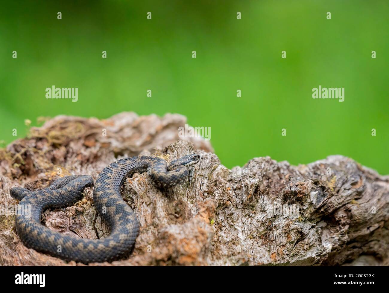 Comune sommatore europeo, Vipera berus, vicino a Kirkcudbright, Dumfries Foto Stock