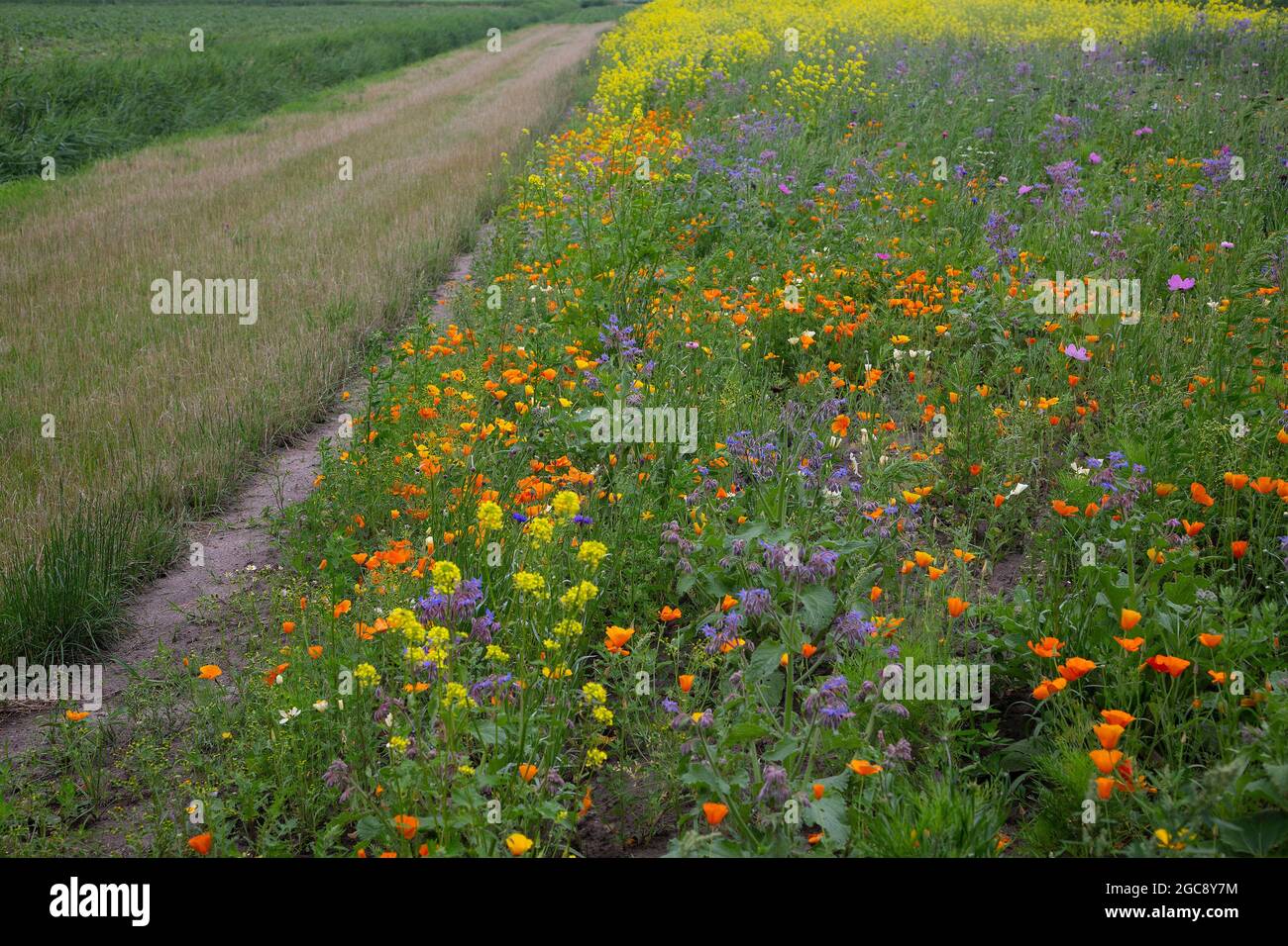 Striscia di fiori lungo il pacco agricolo Foto Stock