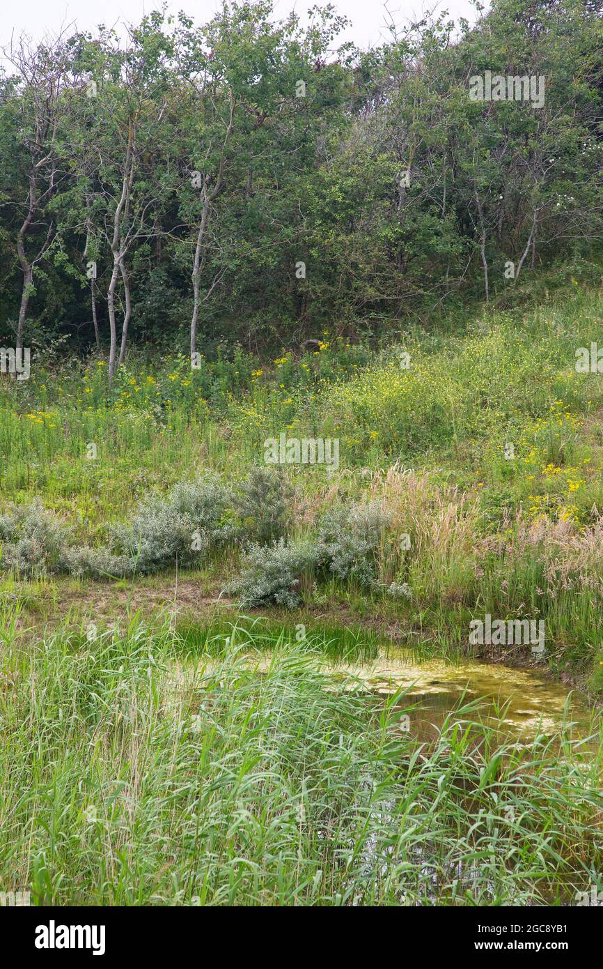 Piccolo stagno nella valle delle dune coperto di erba e alberi, Ouddorp, Olanda del Sud, Paesi Bassi Foto Stock