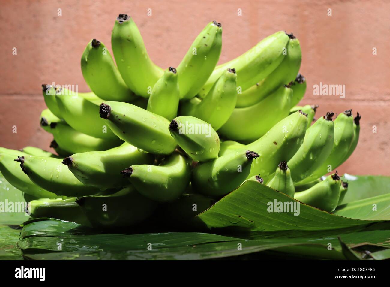 Home coltivare banana dallo Sri Lanka, frutta molto popolare da coltivare in giardini di casa ogni dove nell'isola, così frutta molto gustosa. Foto Stock