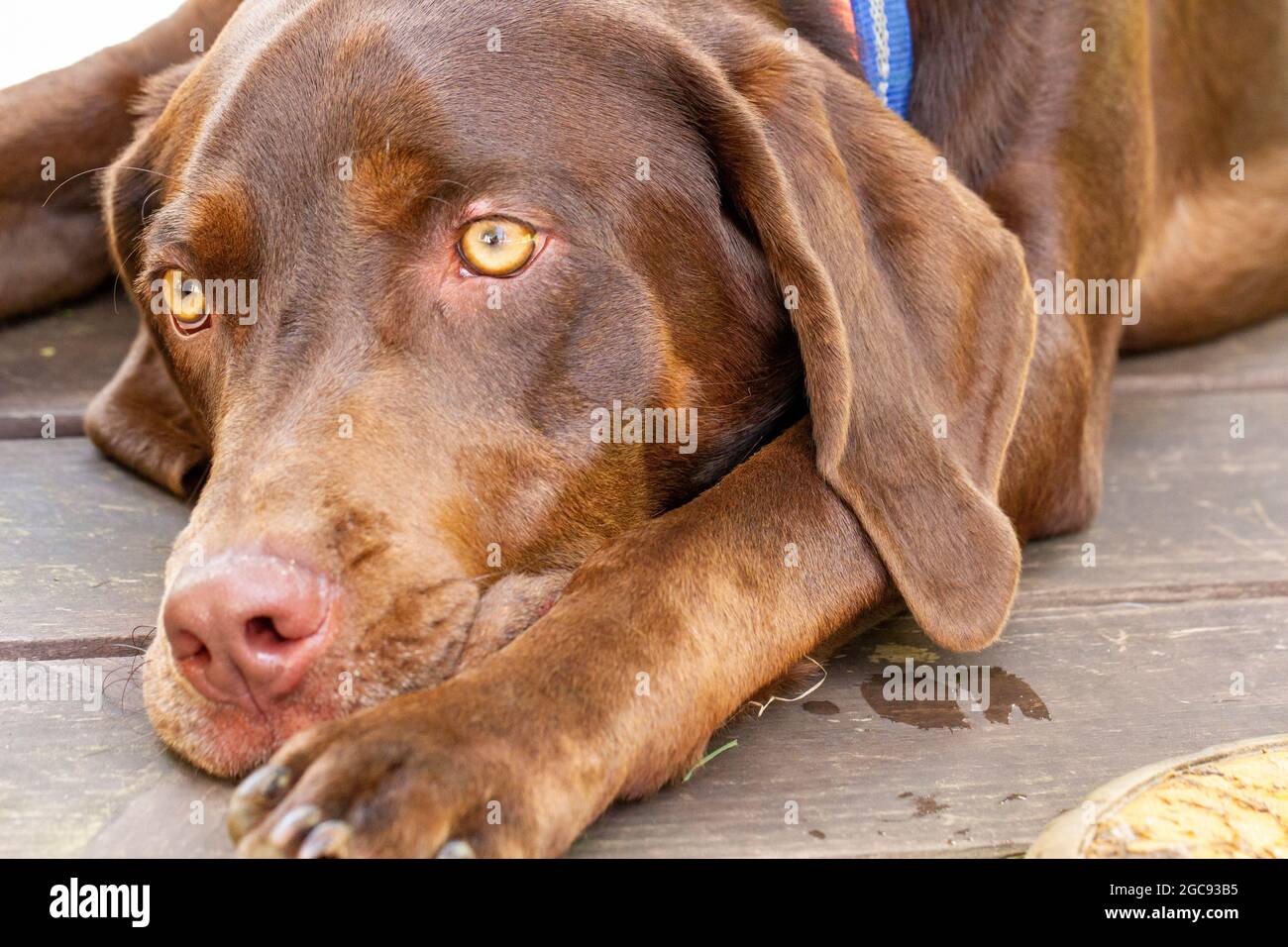 Cani / migliore amico dell'uomo Foto Stock