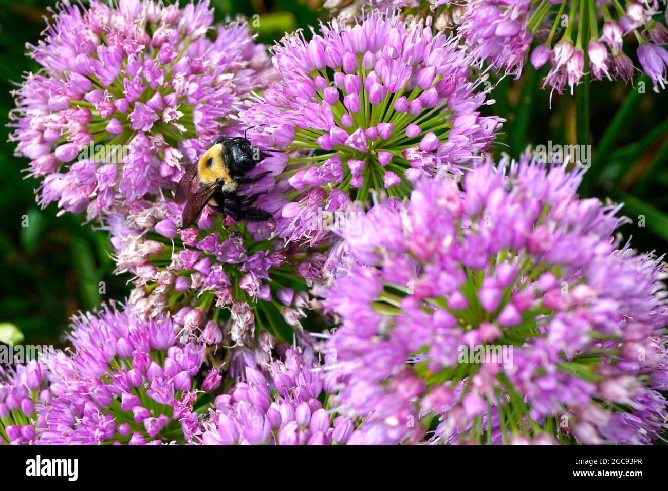 Primo piano di un'ape carpentiere che raccoglie nettare e polline su fiori rosa. Foto Stock