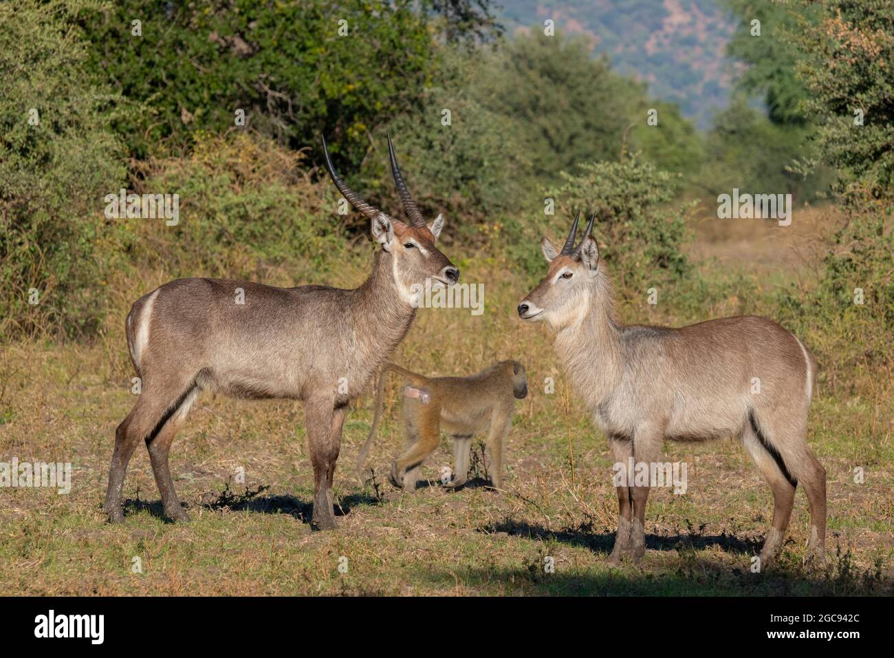 Zambia, South Luangwa National Park. Bucchi d'acqua maschi maturi e giovani (SELVATICO: Kobus ellissiprymnus) Foto Stock