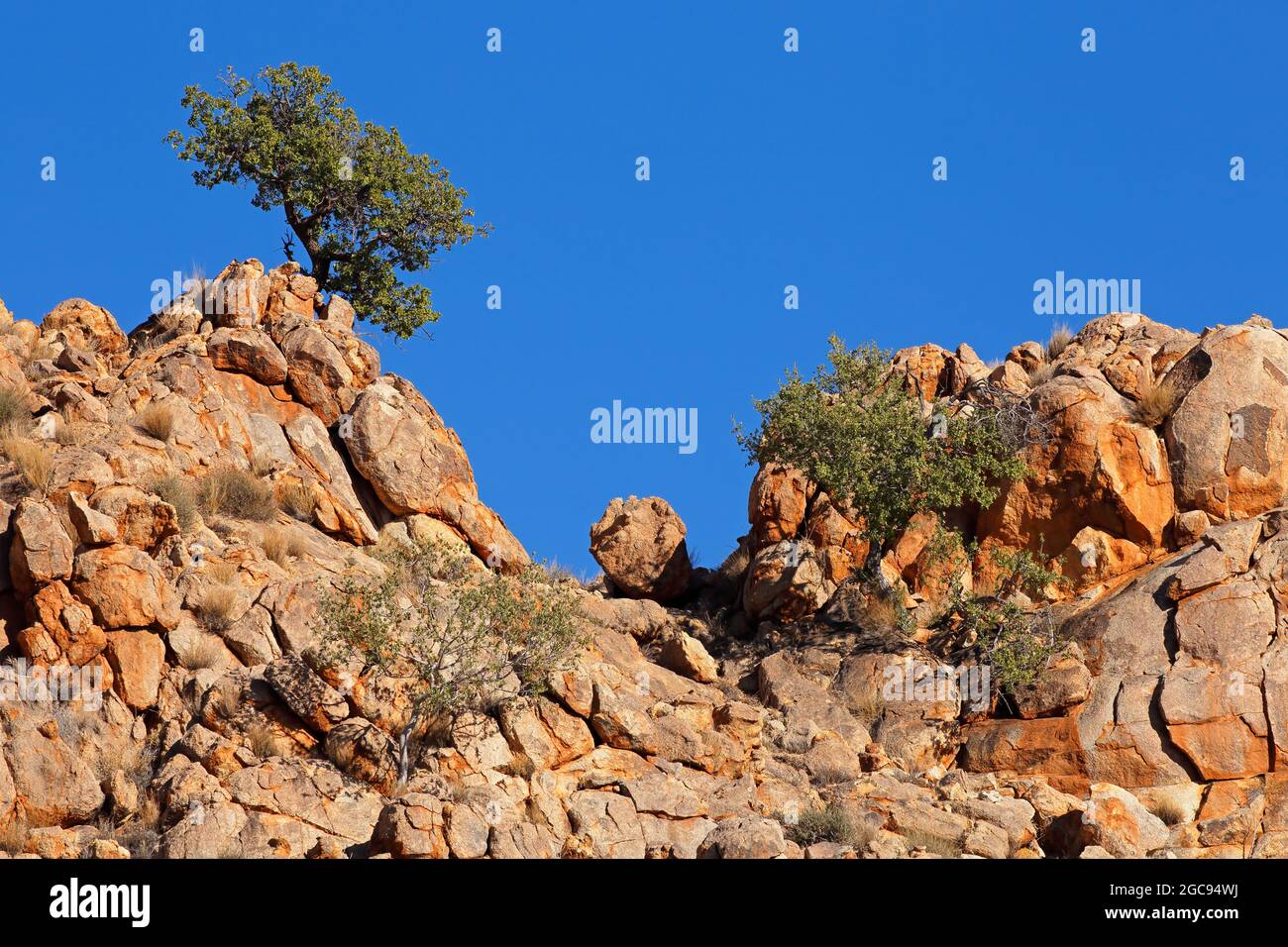 Paesaggio con aspre formazioni rocciose e alberi, Namibia meridionale Foto Stock