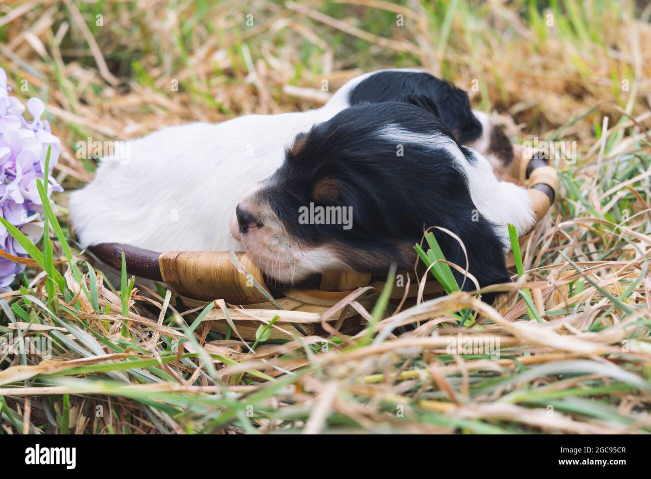 Due cuccioli inglesi che dormono in un cesto di legno sull'erba. Spazio di copia. Foto Stock