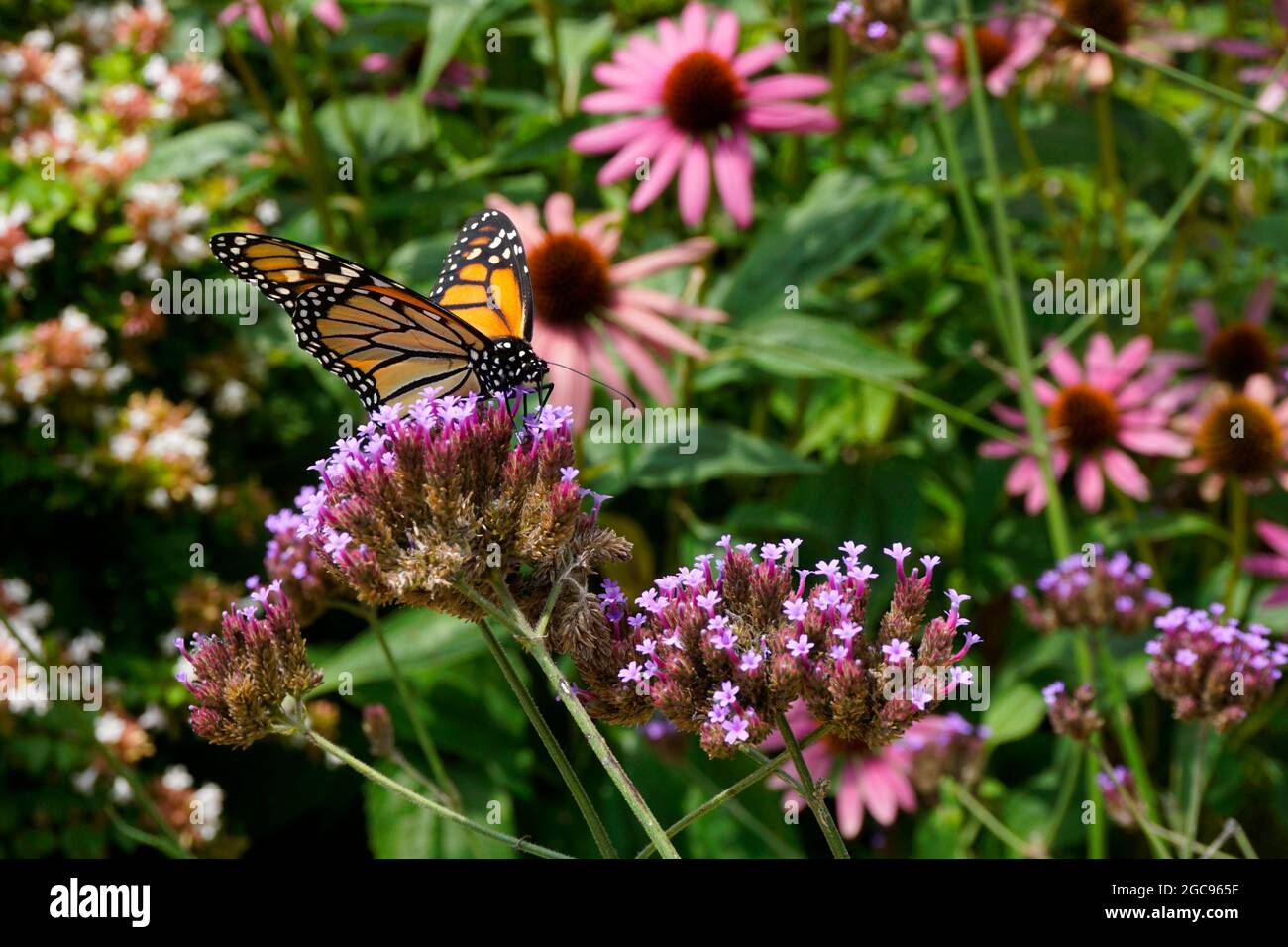 Primo piano di una farfalla monarca (Danaus plexippus) su un fiore rosa Foto Stock