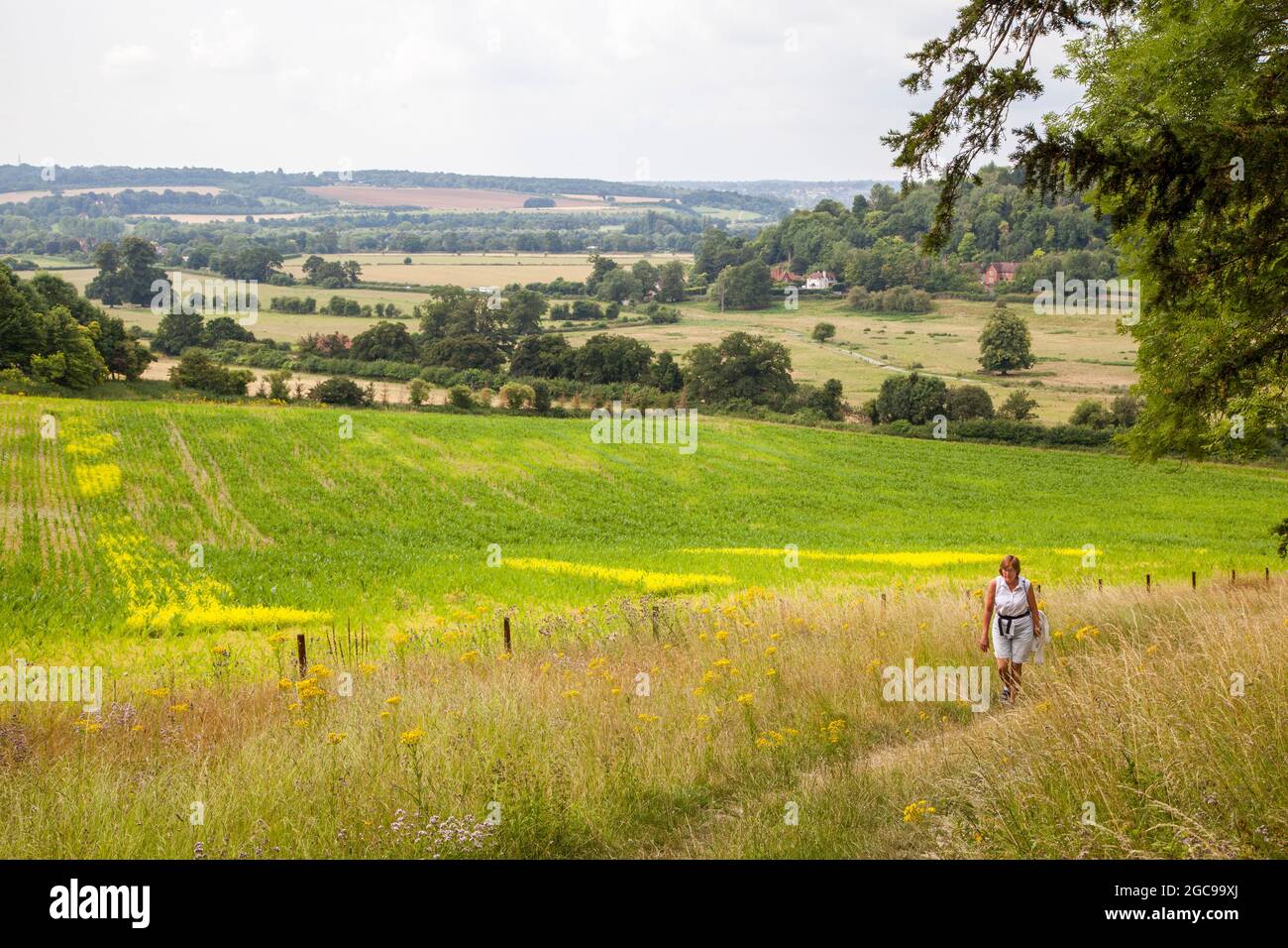 Donna che cammina sulla via Chilterns lungo percorso lungo distanza sul sentiero fuori del villaggio del Buckinghamshire di Hambleden Foto Stock