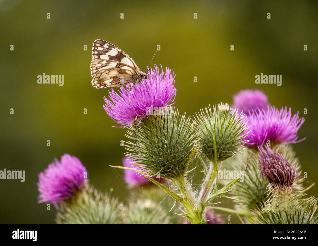 Farfalla bianca marmorizzata Melanargia galatea prendendo nettare da un fioritello di cardo nella campagna inglese Foto Stock