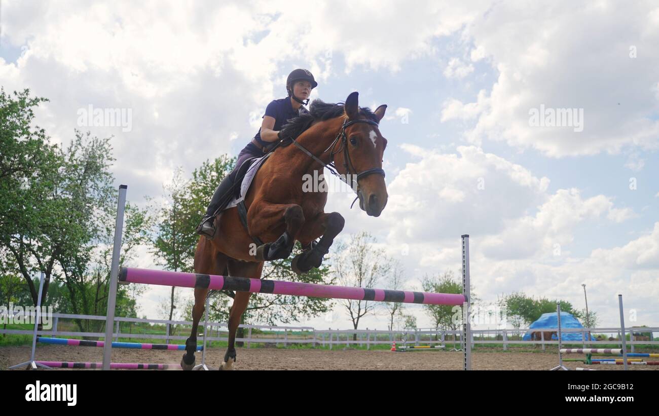 il fantino salta sopra l'ostacolo sul cavallo. Foto di alta qualità Foto Stock