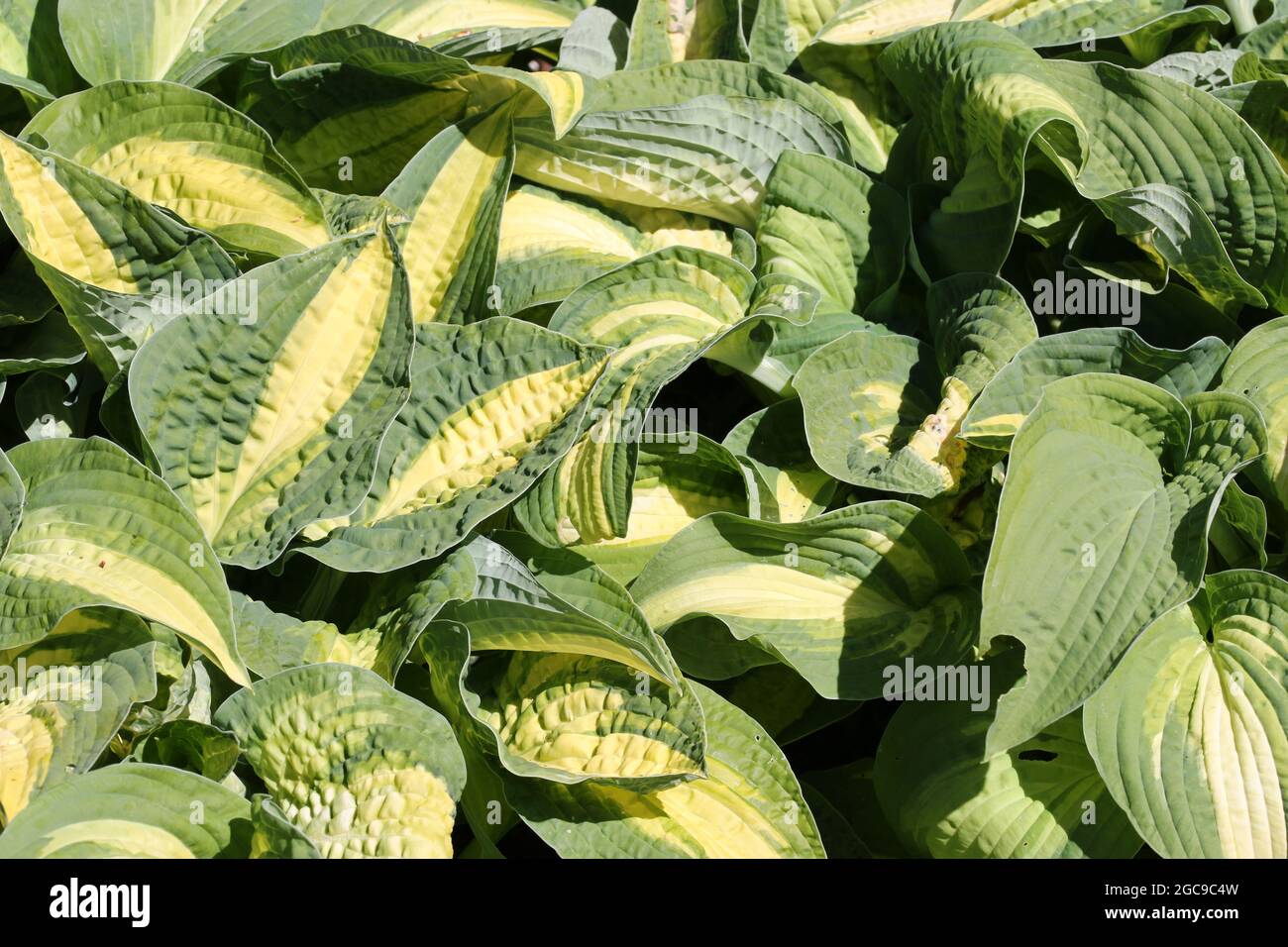 Giglio di plantare variegato, varietà di Hosta Wahoo, foglie con centri gialli e margini verdi senza sfondo. Foto Stock