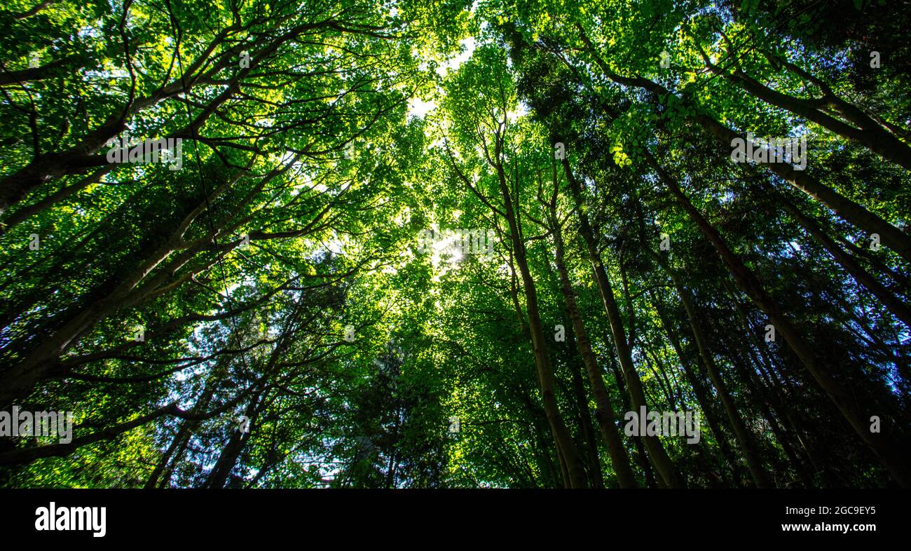 Nella foresta a Dunwich Suffolk Foto Stock