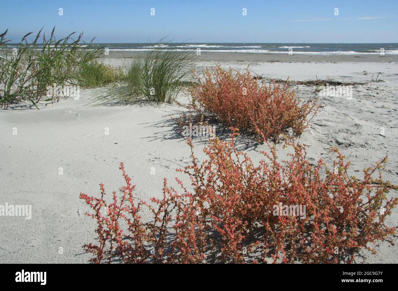Una varietà di piante abbondanti sopravvive in condizioni sabbiose e salate lungo la spiaggia sull'Isola di Palms, Carolina del Sud. Foto Stock