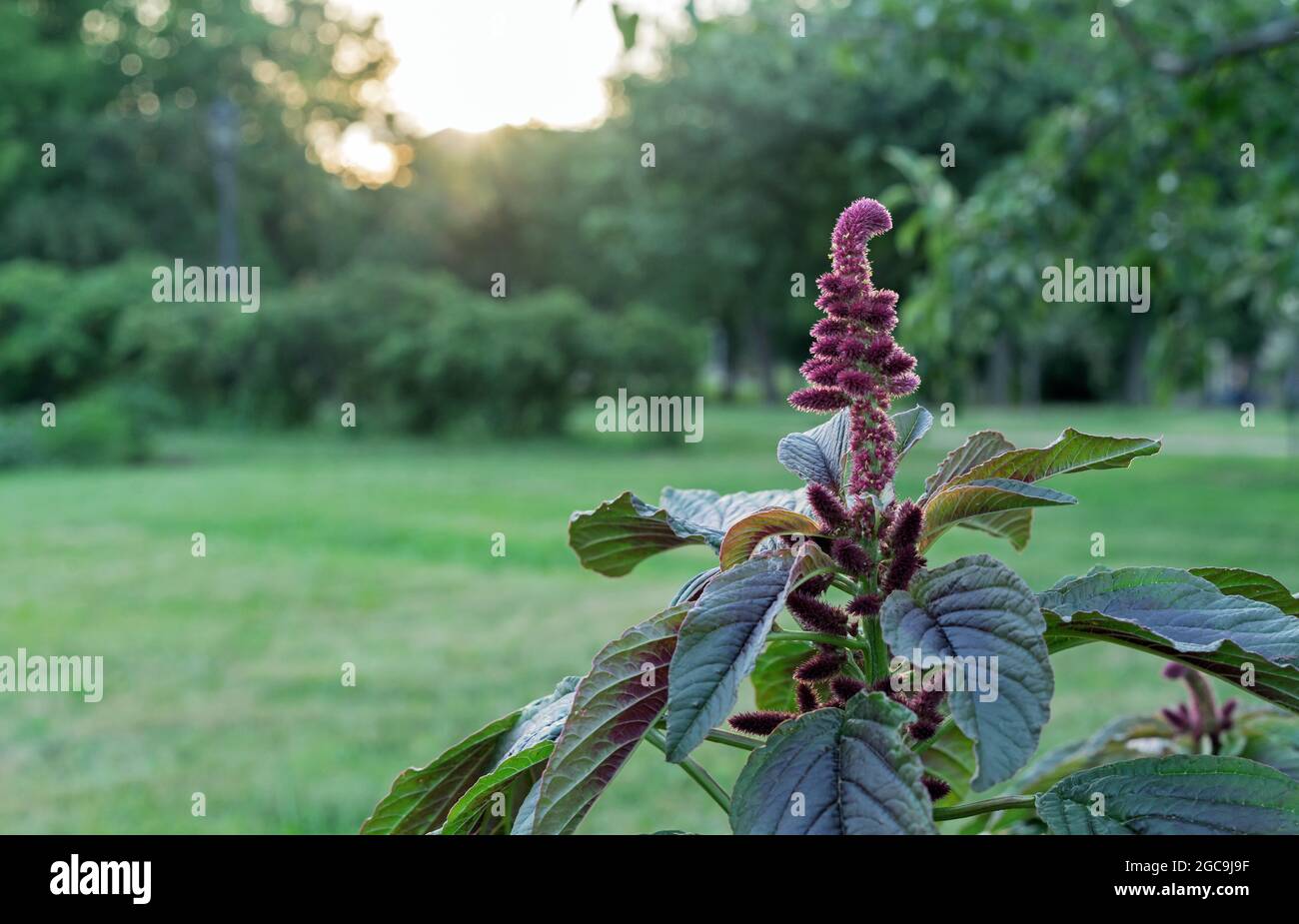 Amaranto viola al tramonto. I semi di Amaranth sono una ricca fonte di proteine e aminoacidi. Foto Stock