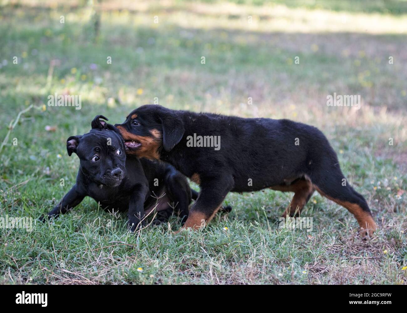 puppies staffordshire bull terrier e rottweiler giocare in un giardino Foto Stock