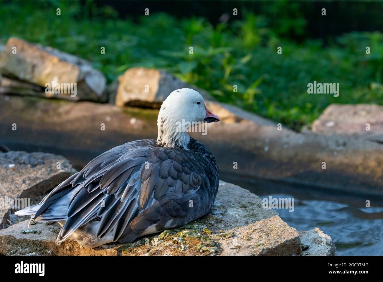 L'oca della neve (Anser caerulescens)i n uno zoopark . Il morfo scuro, spesso conosciuto come l'oca blu, è una specie di oca originaria del Nord America. Foto Stock