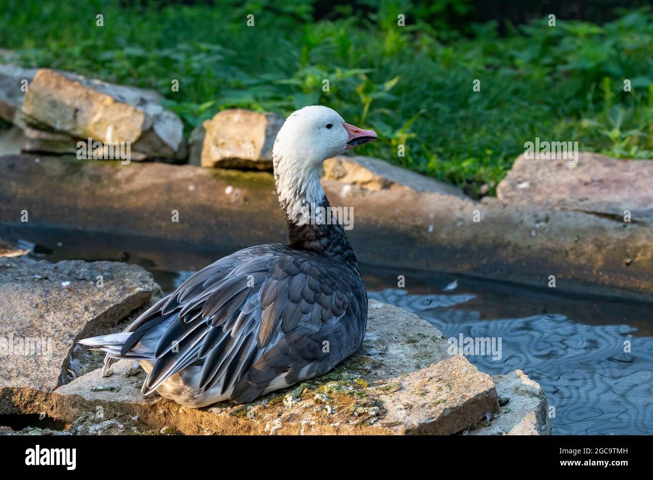L'oca della neve (Anser caerulescens)i n uno zoopark . Il morfo scuro, spesso conosciuto come l'oca blu, è una specie di oca originaria del Nord America. Foto Stock