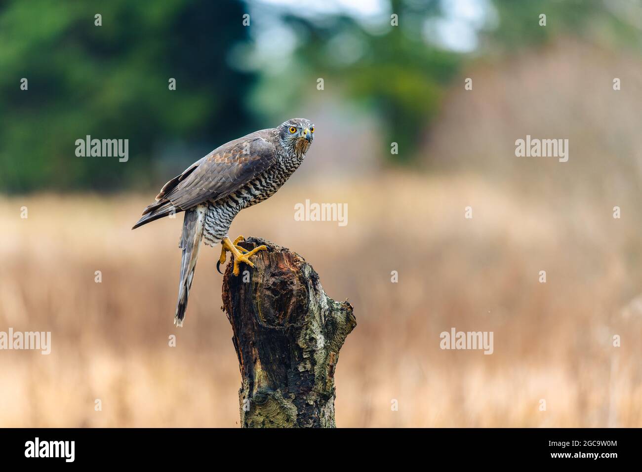 Il goshawk settentrionale (Accipiter gentilis) seduto su un persico, guardando intorno per la preda. Autunno, il campo è sullo sfondo. Foto Stock