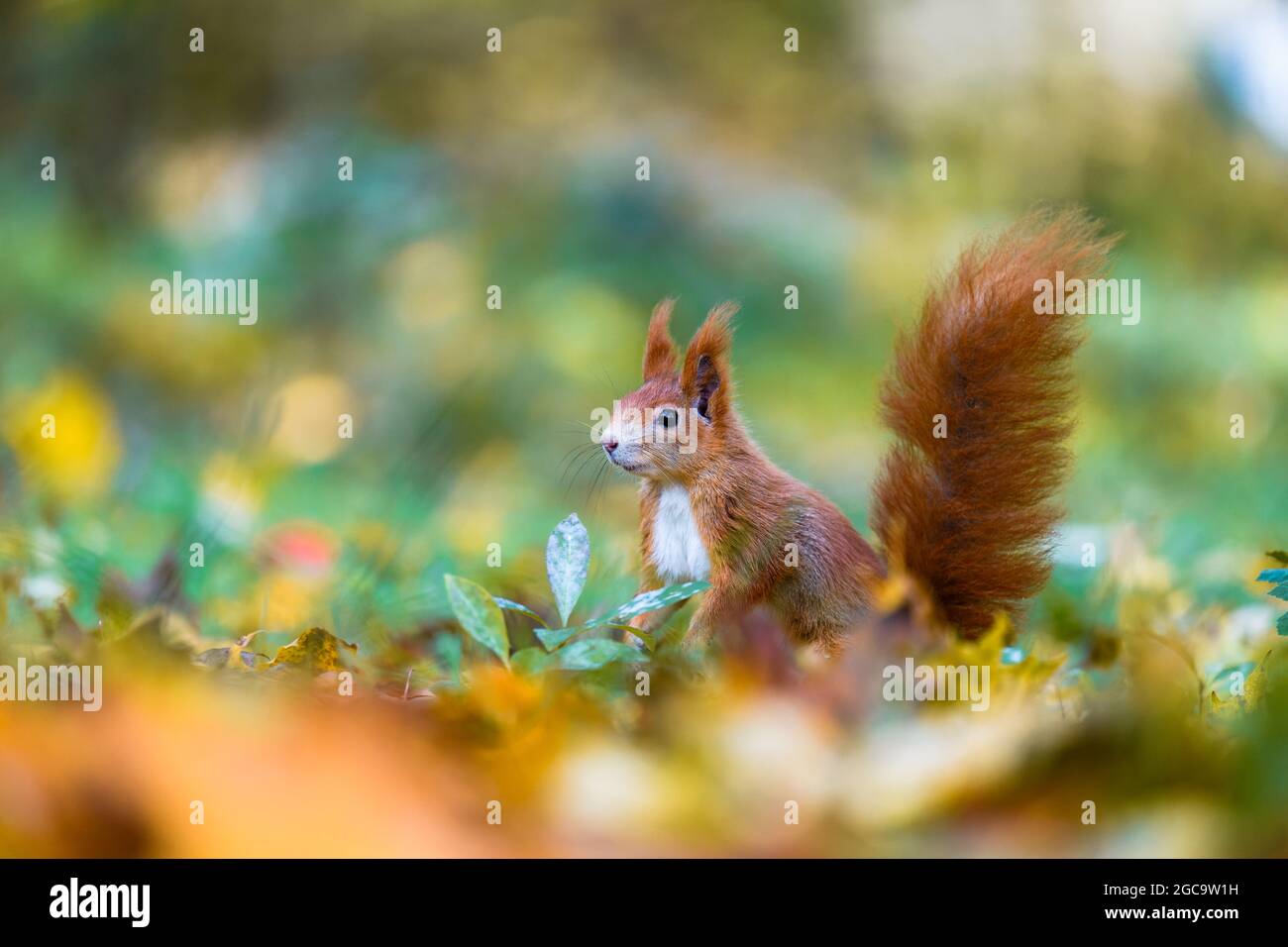 Lo scoiattolo rosso eurasiatico (Sciurus vulgaris) nel suo habitat naturale nella foresta autunnale. Ritratto di uno scoiattolo da vicino. La foresta è piena di ricchi Foto Stock