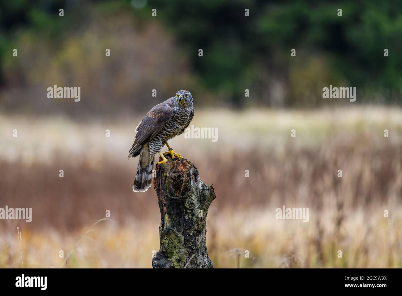 Il goshawk settentrionale (Accipiter gentilis) seduto su un persico, guardando intorno per la preda. Autunno, il campo è sullo sfondo. Foto Stock
