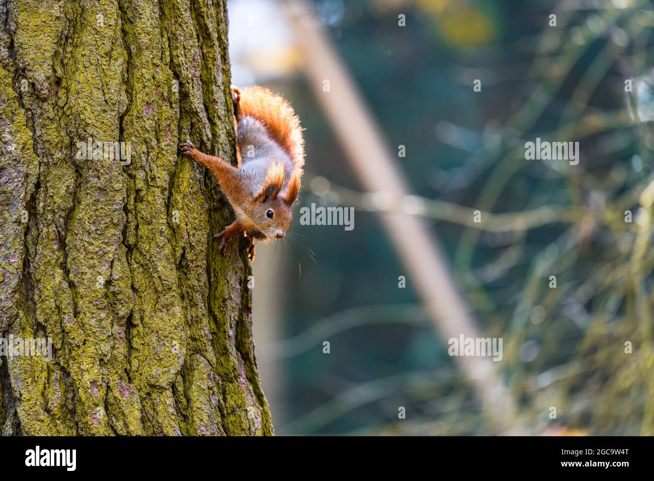Lo scoiattolo rosso eurasiatico (Sciurus vulgaris) nel suo habitat naturale nella foresta autunnale. Ritratto di uno scoiattolo da vicino. La foresta è piena di ricchi Foto Stock