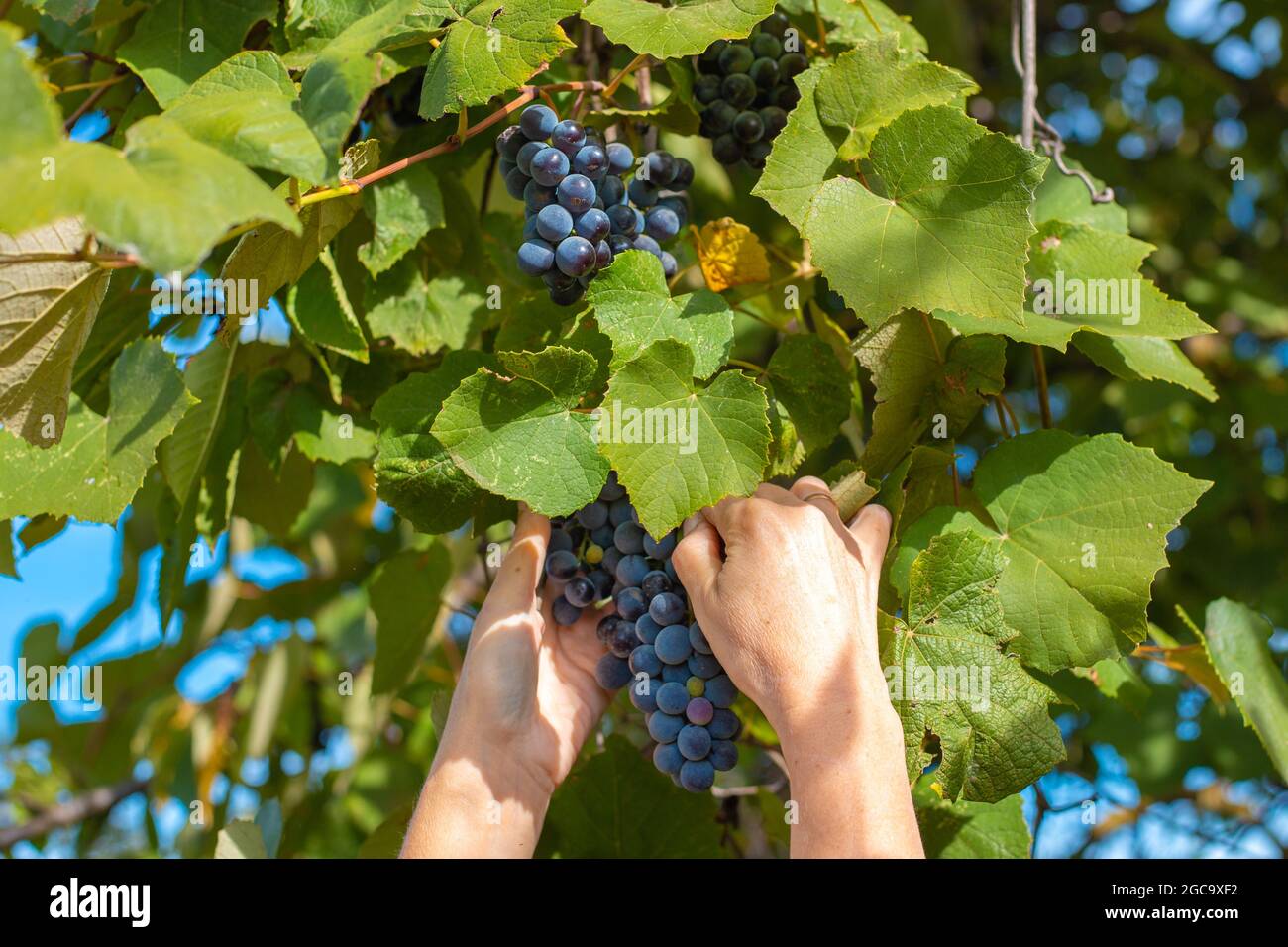 Mani femminili con un mazzo di uve. Vendemmiate uve nere Isabella da un ramo in autunno. Foto Stock