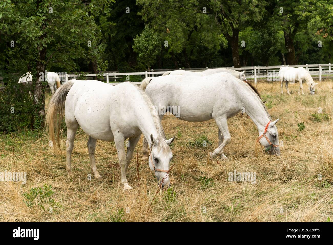 Famosi cavalli bianchi Lippizaner o Lipizzan in Lipica Stud Farm in Slovenia. Foto Stock