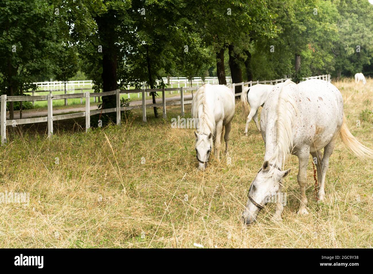 Famosi cavalli bianchi Lippizaner o Lipizzan in Lipica Stud Farm in Slovenia. Foto Stock