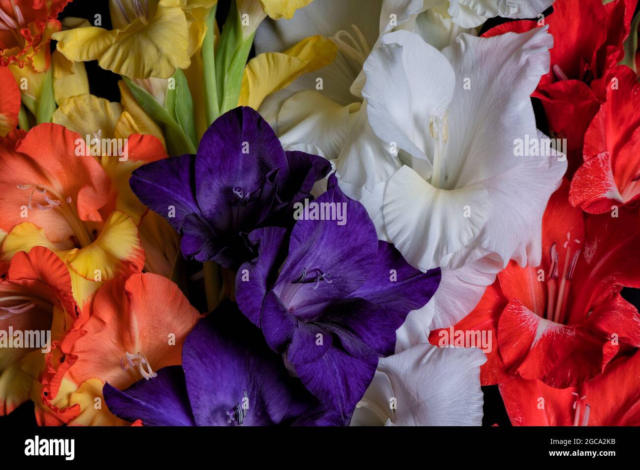 Bouquet di fiori di gladiolo colorati isolati su sfondo nero Foto Stock