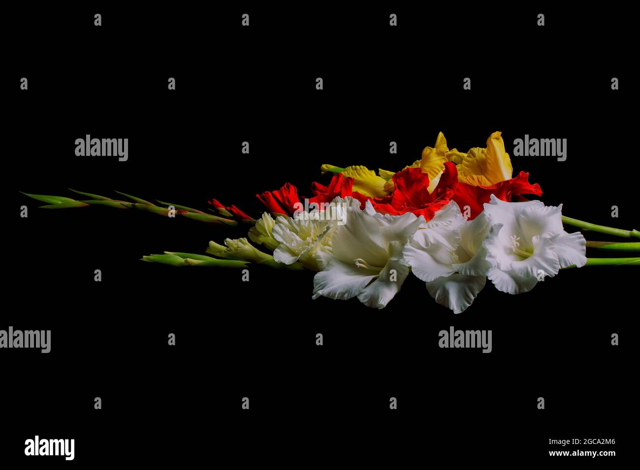 Bouquet di fiori di gladiolo colorati isolati su sfondo nero Foto Stock