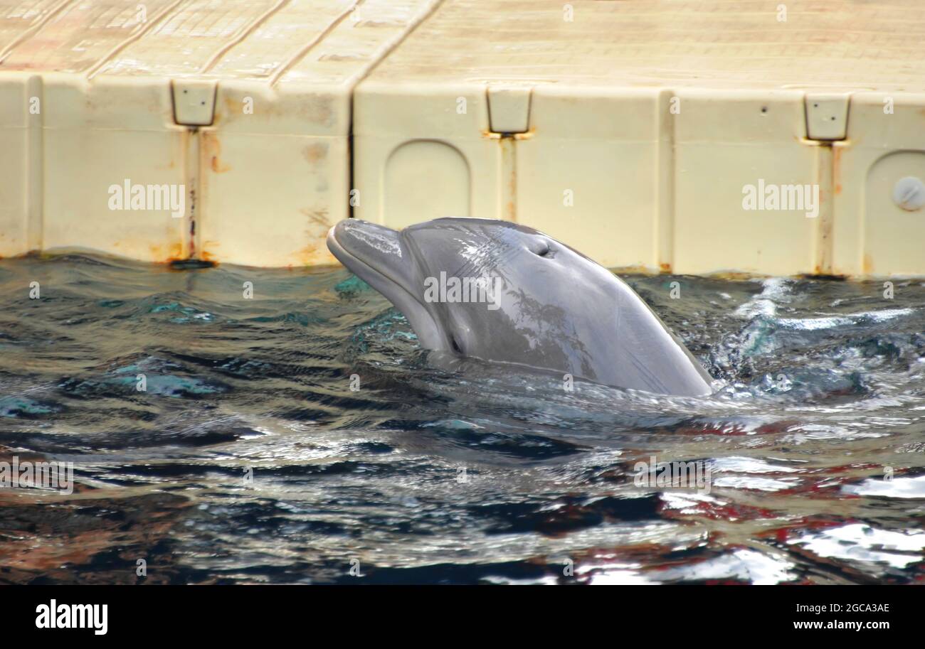 Il delfino si alza dall'acqua per chiedere una sorpresa al suo allenatore. Il delfino al naso a bottiglia sta nuotando oltre al molo. Foto Stock