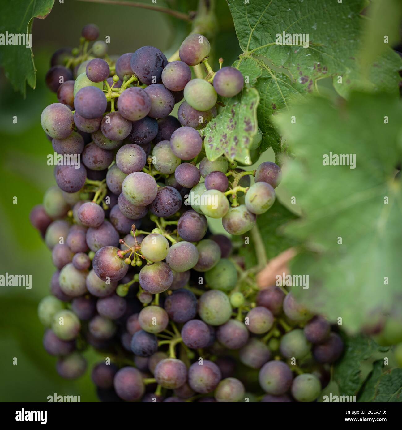 Natur, Deutschland, Rheinland-Pfalz, Hochstadt, Weinberg, Agosto 07. rote und grüne Wein Trauben hängen an einer Weinrebe auf einem pfälzischen Winger Foto Stock