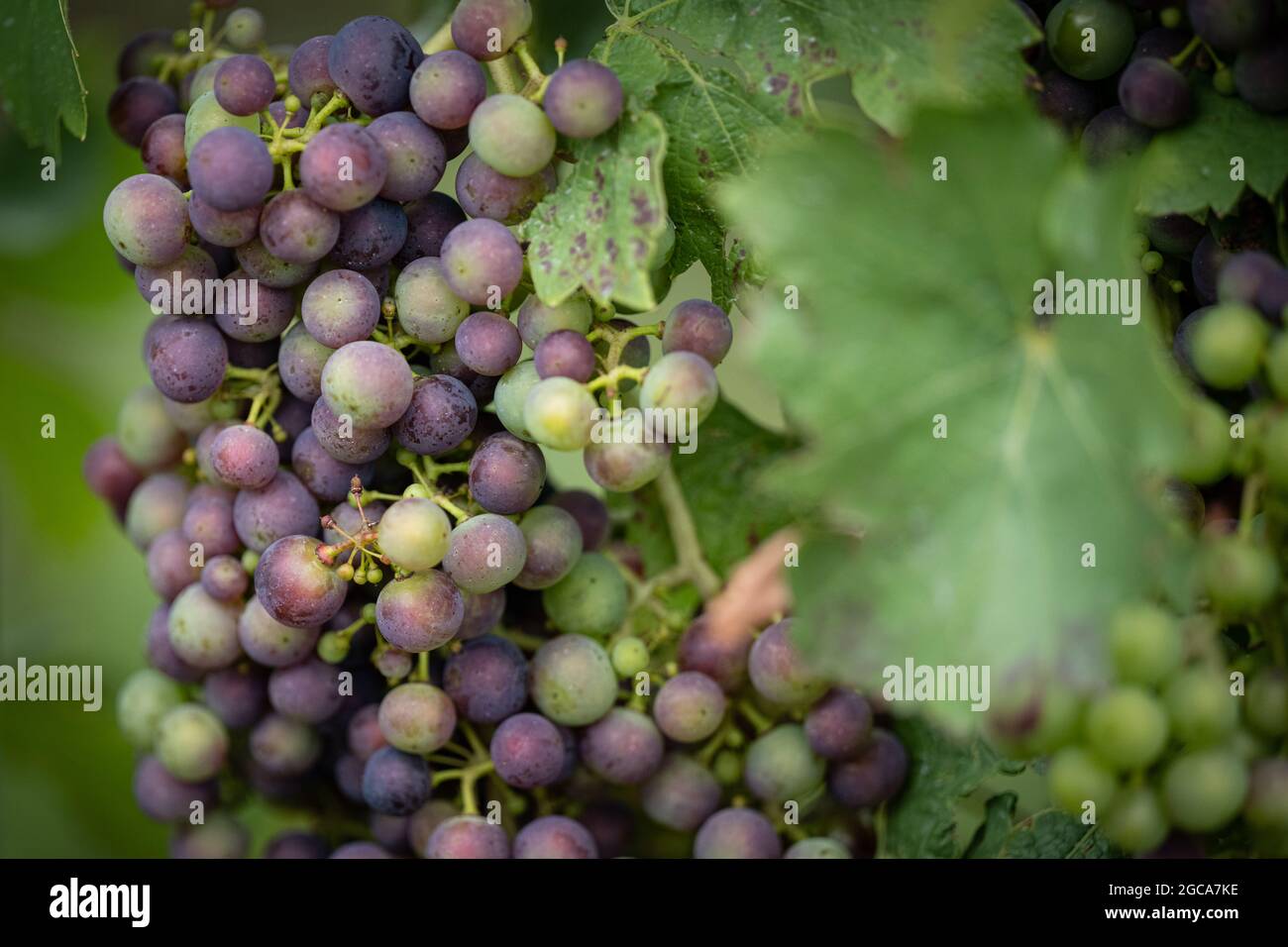 Natur, Deutschland, Rheinland-Pfalz, Hochstadt, Weinberg, Agosto 07. rote und grüne Wein Trauben hängen an einer Weinrebe auf einem pfälzischen Winger Foto Stock