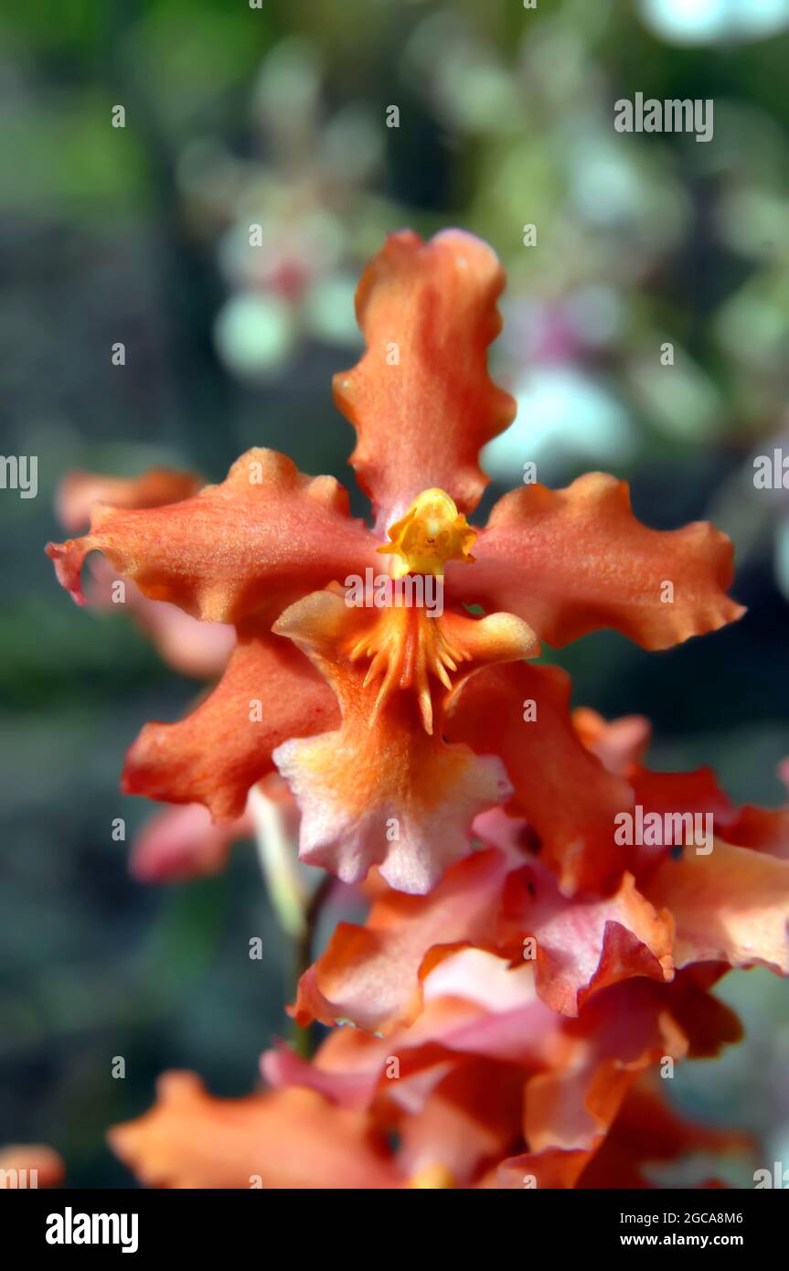 Belle fioriture di orchidee colorate di albicocca sulla Grande Isola delle Hawaii. L'immagine di primo piano mostra le caratteristiche delicate di questo fiore. Foto Stock