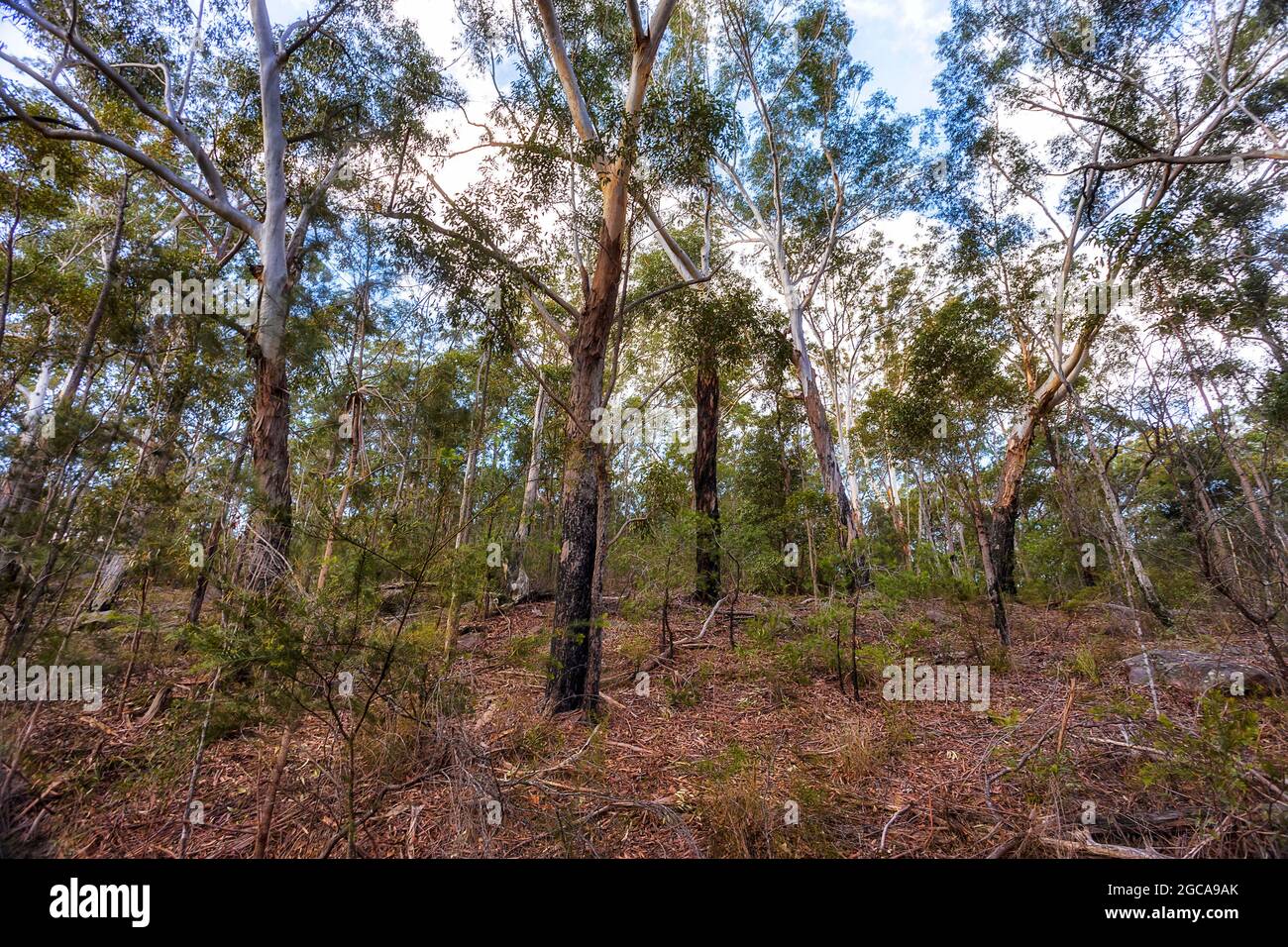 Endemica foresta di alberi di gomma intorno al Lago Parramatta a Sydney Ovest - paesaggio panoramico dell'entroterra. Foto Stock