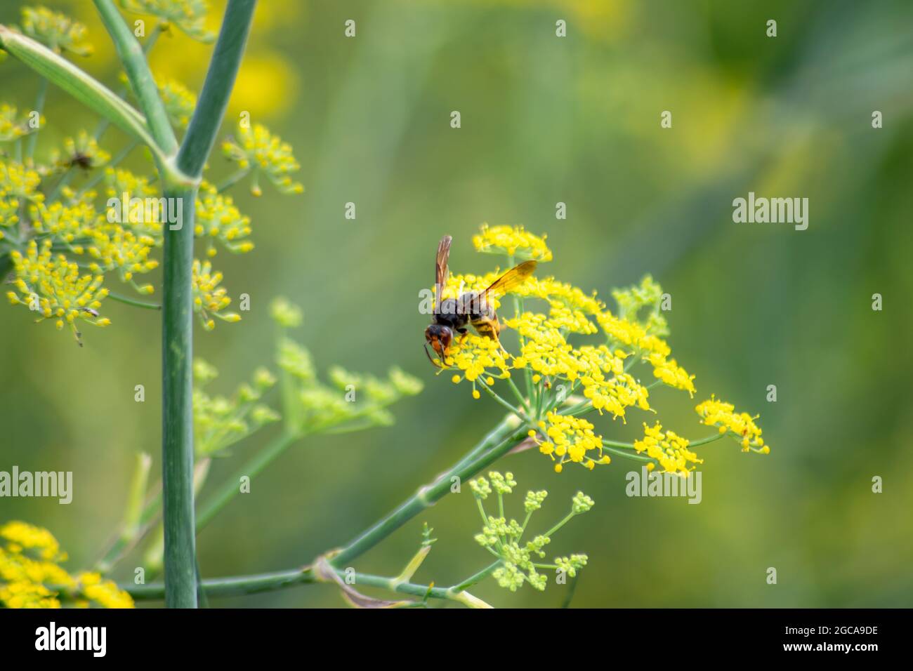 Il calabrone asiatico, noto anche come calabrone a zampe gialle o vespa predatoria asiatica, è una specie di calabrone indigena del Sud-est asiatico. Peste del Regno Unito Foto Stock