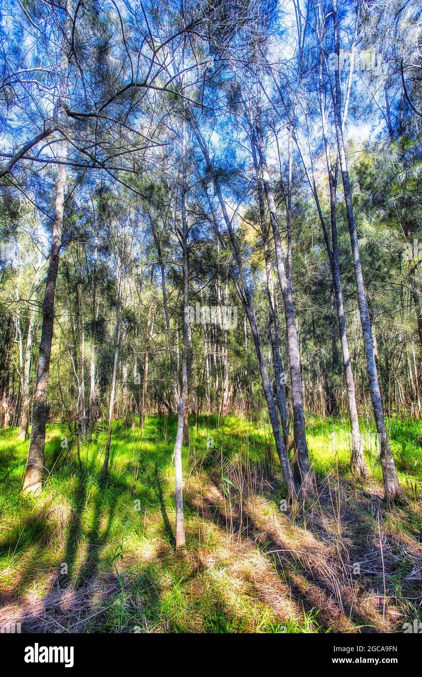 Fitta foresta profonda di alberi di pino sopra l'area di erba paludosa nel parco nazionale di Lane Cove sulle rive del fiume Lane Cove. Foto Stock