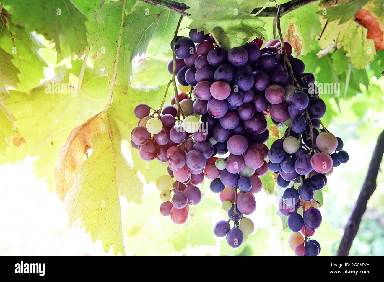 Uva biologica naturale in vigneto Foto Stock