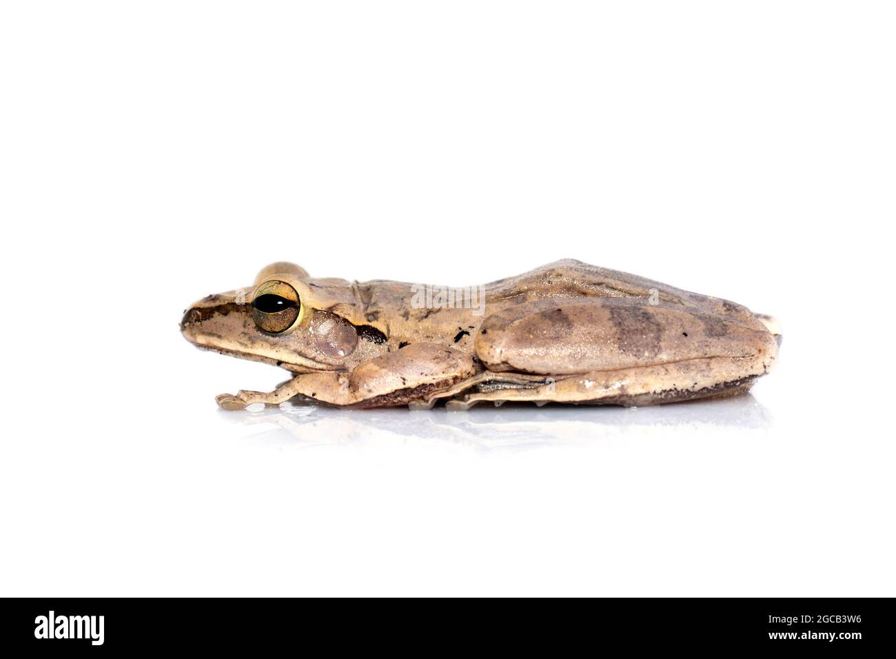 Immagine di rana comune, rana quadrifilata, rana dorata, (Polypedate leucomystax) su sfondo bianco. Animale. Anfibi. Foto Stock