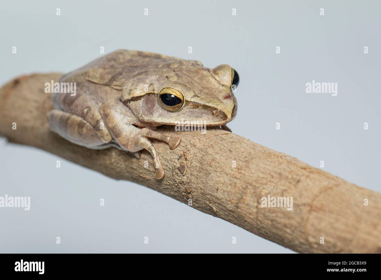 Immagine di rana comune, rana quadrifilata, rana dorata, (Polypedate leucomystax) su un ramo. Animale. Anfibi. Foto Stock