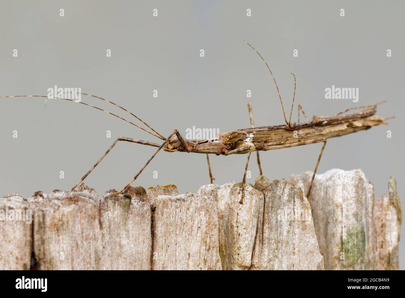 Immagine di un insetto bastone gigante siam e il bambino di insetto bastone su moncone asciutto. Animale di insetto. Foto Stock