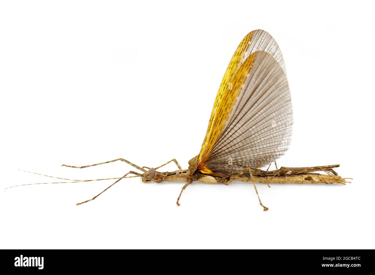 Immagine di un gigante di siam bastone insetto e bastone insetto bambino su sfondo bianco. Animale di insetto. Foto Stock
