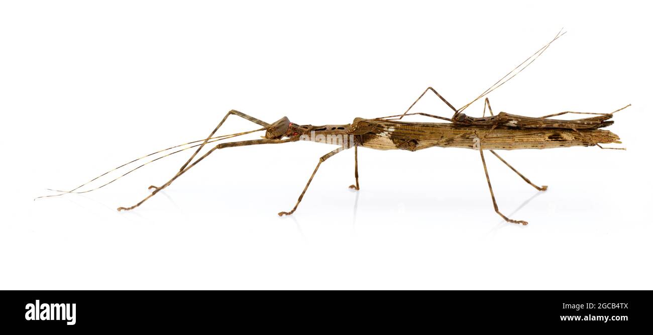 Immagine di un gigante di siam bastone insetto e bastone insetto bambino su sfondo bianco. Animale di insetto. Foto Stock