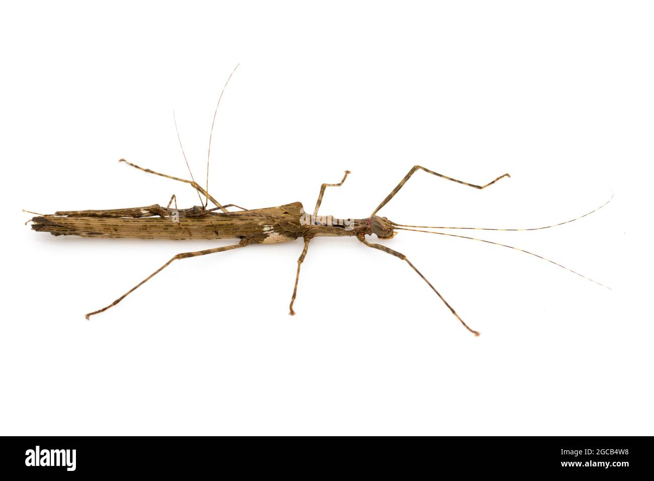 Immagine di un gigante di siam bastone insetto e bastone insetto bambino su sfondo bianco. Animale di insetto. Foto Stock